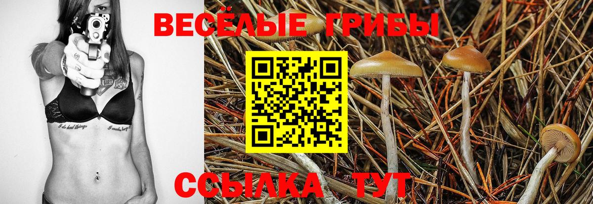 Тамбов  Псилоцибиновые грибы мицелий  Вход с VPN  Галлюциногенные грибы Psilocybe 